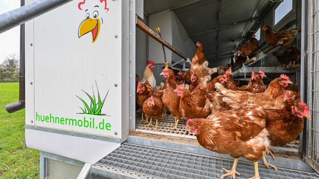 Das Hühnermobil vom Bürgergut Börnicke eG zieht regelmäßig um, damit Böden und Grundwasser nicht so stark belastet werden.