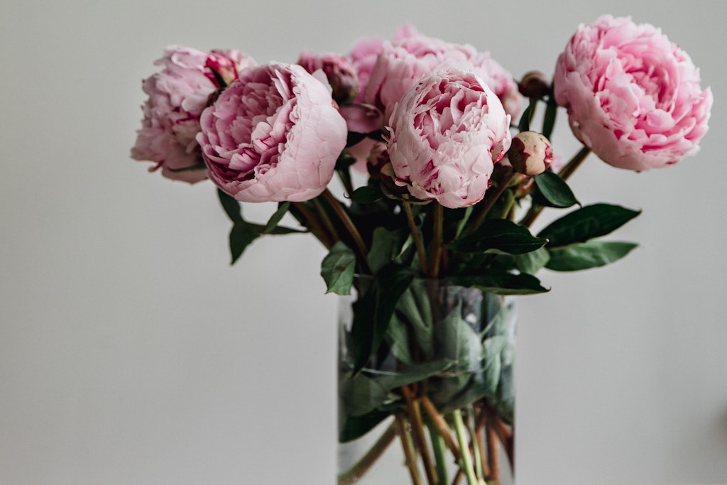 Die auch unter dem Namen Paeonia bekannte Pfingstrose gehört zweifelsohne zu den Lieblingen vieler Blumenfans.