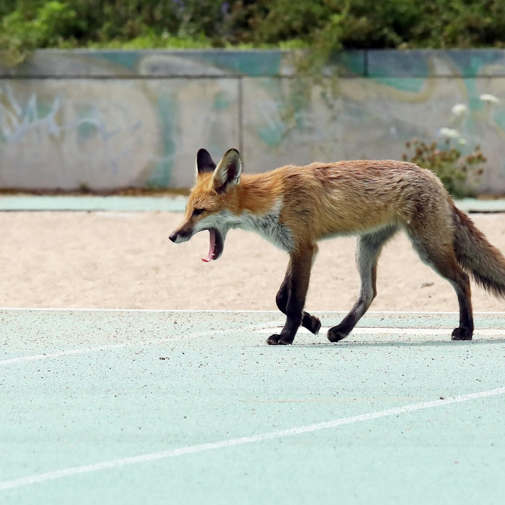 Stadtfüchse sind inzwischen immer häufiger auch am helllichten Tag unterwegs, wie hier auf einem Sportplatz in Berlin. 