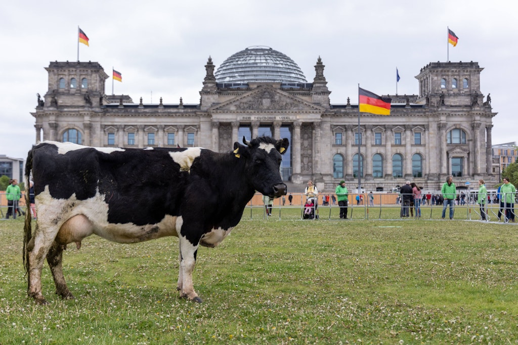 Kuh auf der Reichstagswiese in Berlin.