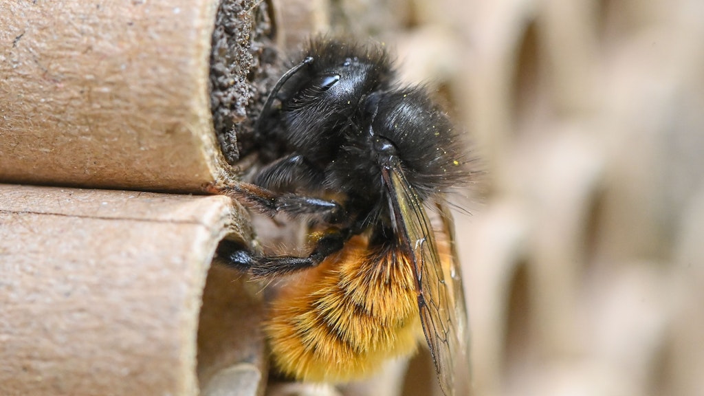 Eine Gehörnte Mauerbiene (Osmia cornuta) auf speziellen Brutröhrchen. Ein sonniges Plätzchen, blühende, abwechslungsreiche Pflanzen in unmittelbarer Nachbarschaft – fertig ist das Paradies für Wildbienen. Das funktioniert auch in der Stadt. 
