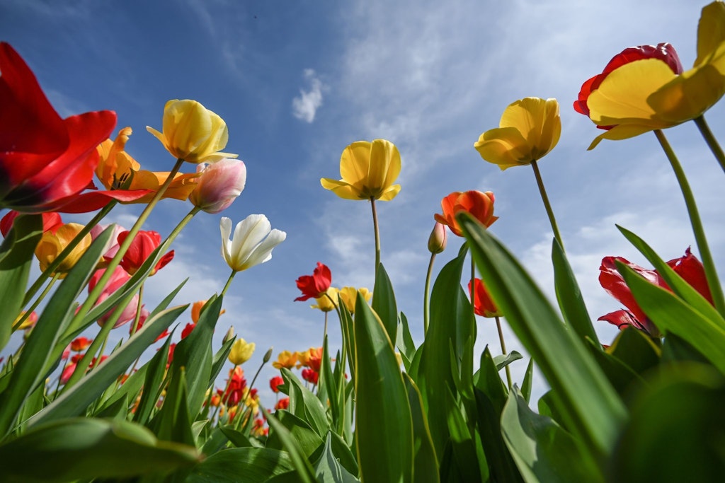 Tulpen in allen denkbaren Farben blühen auf einem Feld in der Sonne.