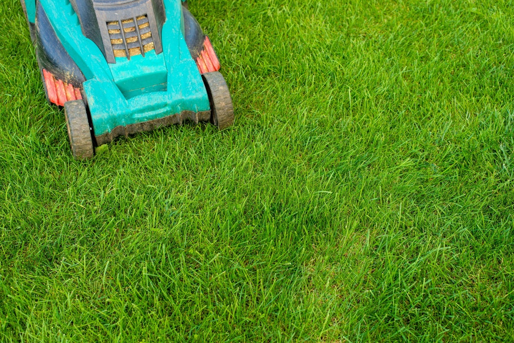 Im Frühjahr wird in vielen Gärten der Rasen gemäht – aber warum riecht frisch gemähtes Gras so gut?