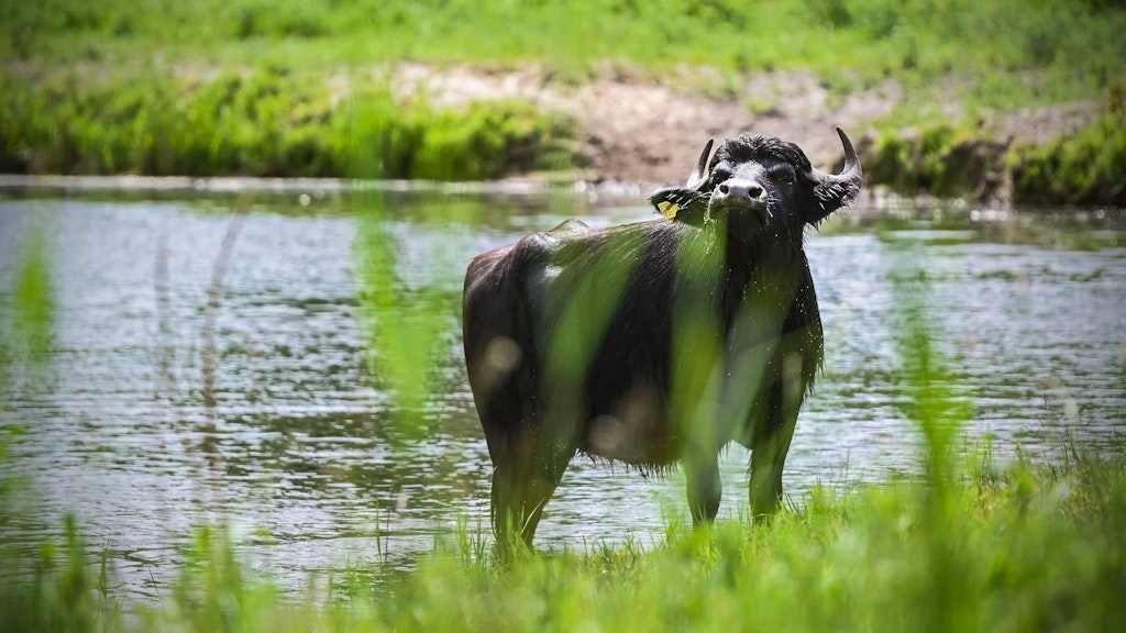 Wasserbüffel in Linum halten die Teiche sauber und grasen auf den Dämmen. 