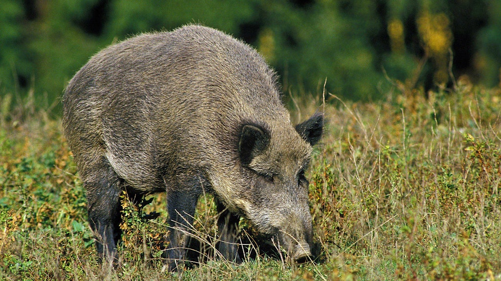 Viele der Wildschweine im Böhmerwald sind radioaktiv kontaminiert, weil sie verseuchte Trüffel fressen.