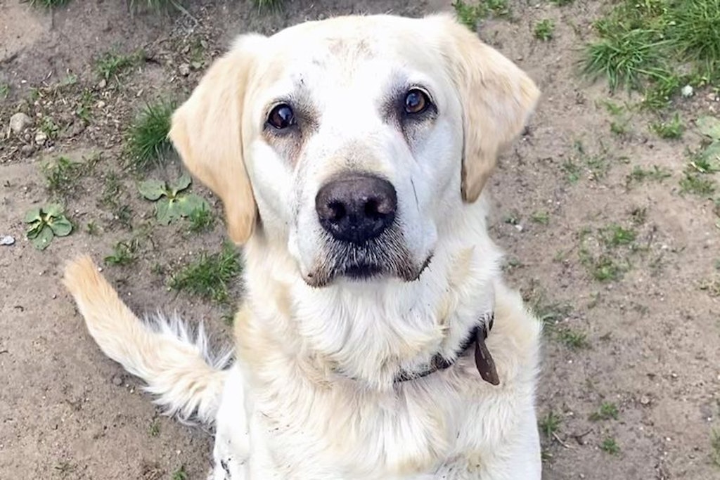 Milow wartet aktuell im Tierheim Berlin sehnsüchtig auf ein neues Zuhause.