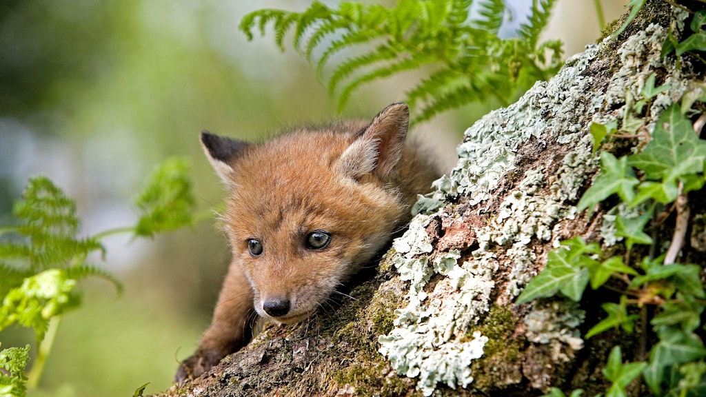 Auch Fuchs-Babys können sehr niedlich sein - doch der Fuchsurin ist alles andere als angenehm!