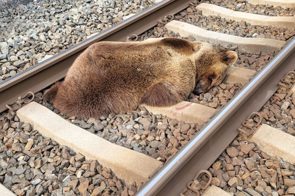 Ein Bär liegt tot auf den Gleisen in der Nähe des Bahnhofs Schwarzach-St. Veit im Salzburger Pongau, nachdem er am Dienstag auf einer österreichischem Bahnstrecke mit einem Zug zusammengestoßen und getötet worden ist. 
