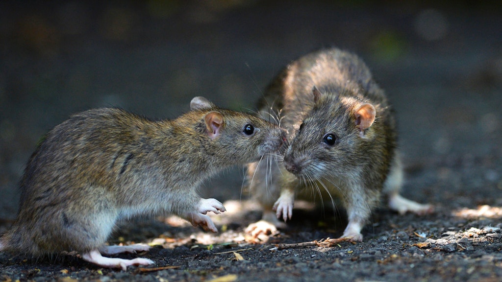Ratten waren schon zu Beginn der Zivilisation ständige Begleiter der Menschen. 