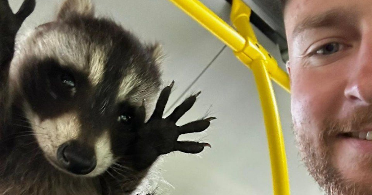 Als Schwarzfahrer ertappt: Polizei nimmt Waschbär fest