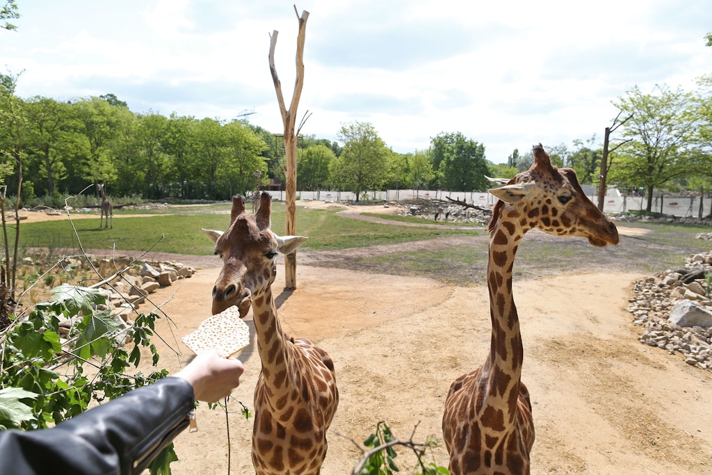 Dank einer neuen Anlage im Tierpark Berlin kommen Besucher jetzt den Giraffen sehr nah – besonders, wenn ihnen auch noch DDR-Knäckebrot gereicht wird.