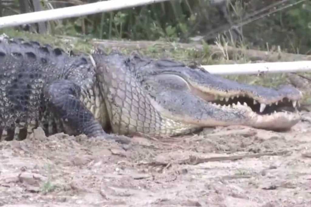 Der Alligator wurde inzwischen von den Behörden eingefangen und soll eingeschläfert werden.