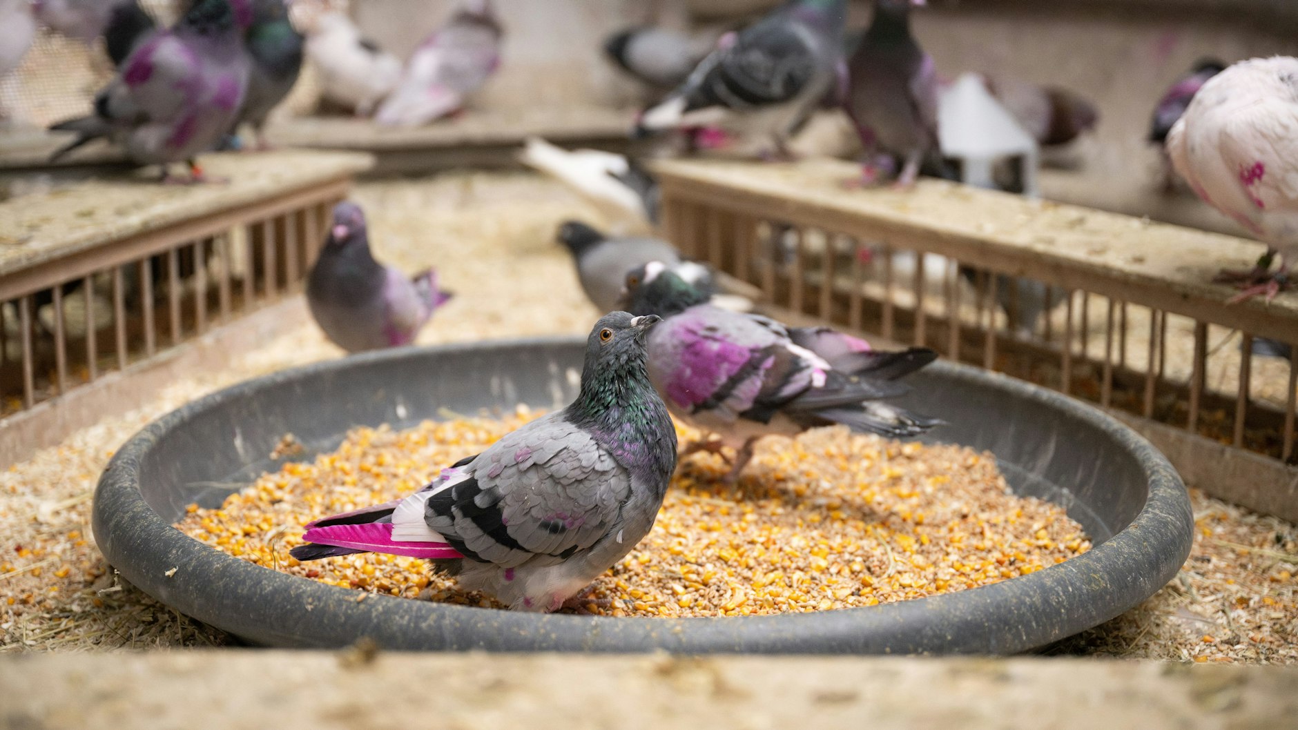 Die pink gefärbten Federn sollen die Tauben vor Greifvögeln schützen.