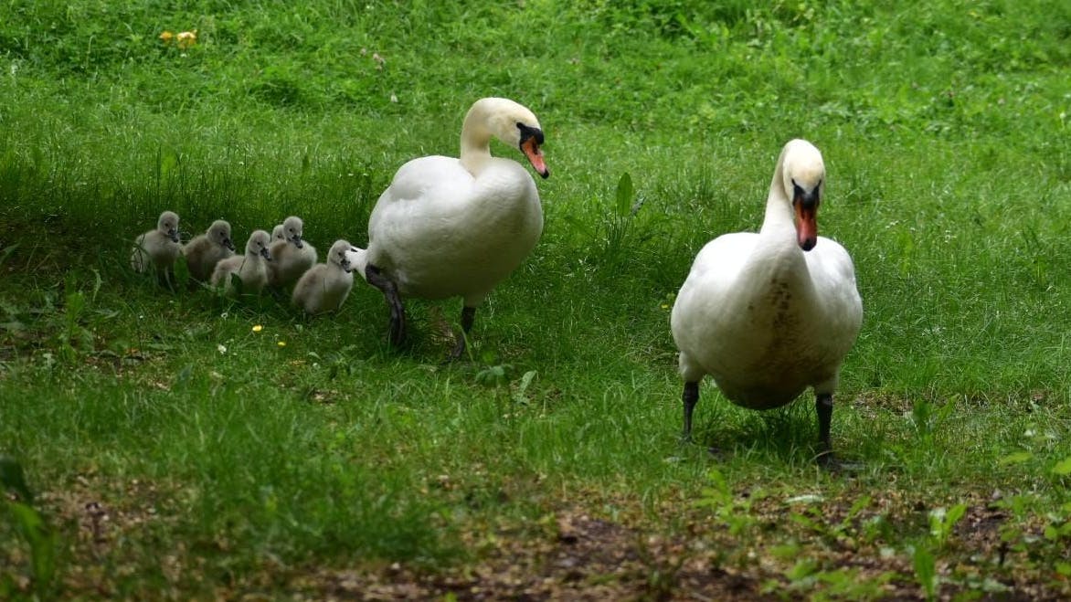 Mit ihrem Nachwuchs erkundeten die Schwäne von Weißensee immer wieder auch die Wiesen und sogar die Gehwege rund um den Weißen See.