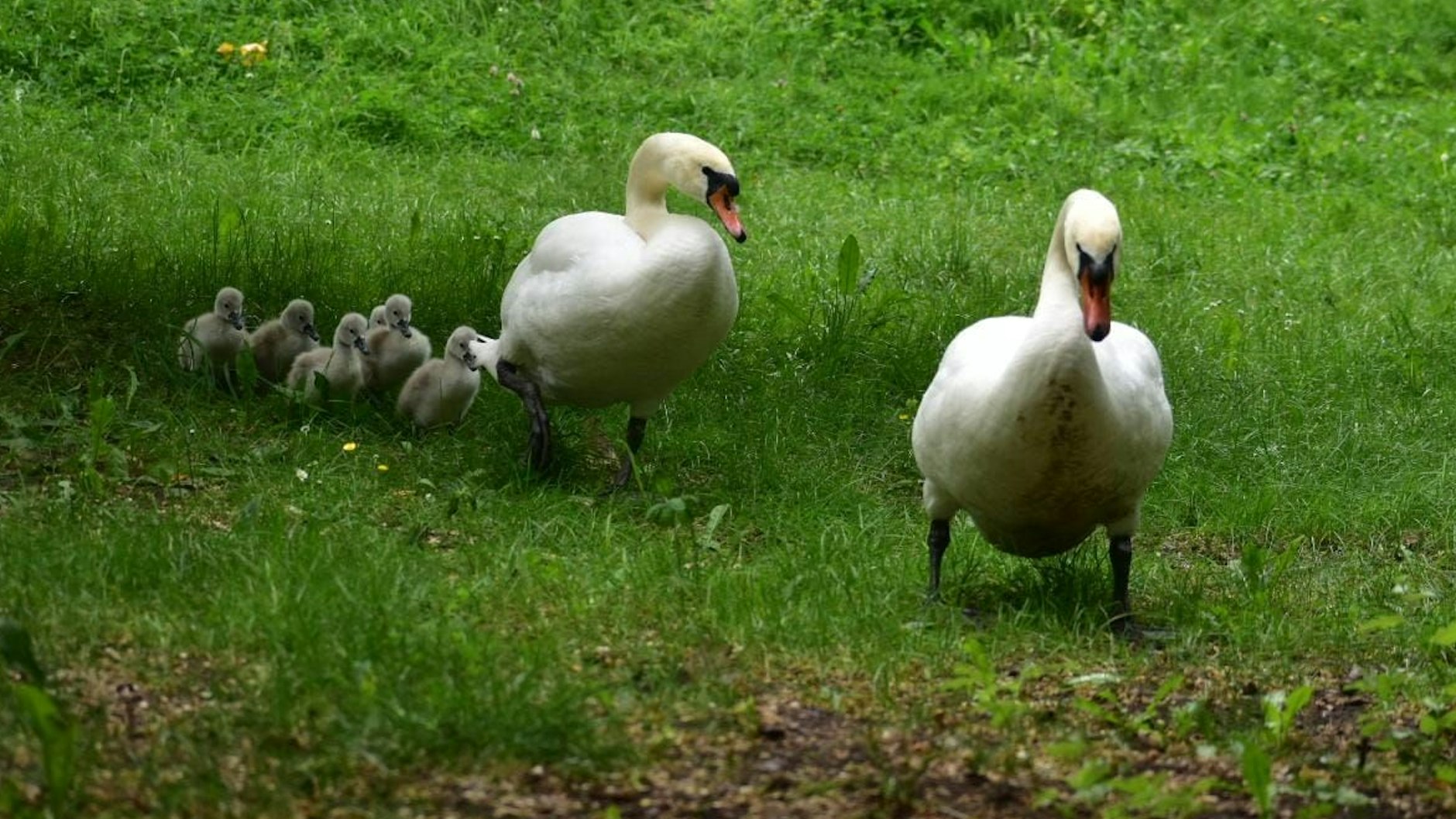 Mit ihrem Nachwuchs erkundeten die Schwäne von Weißensee immer wieder auch die Wiesen und sogar die Gehwege rund um den Weißen See.