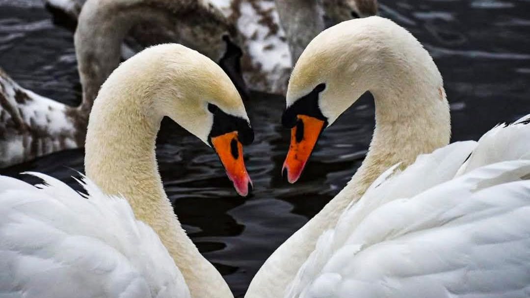 Die Schwäne vom Weißen See sind im gesamten Kiez bekannt - sie brüten bereits seit Jahren Jahr für Jahr am Ufer. Nun ist eines der beiden Tiere tot.