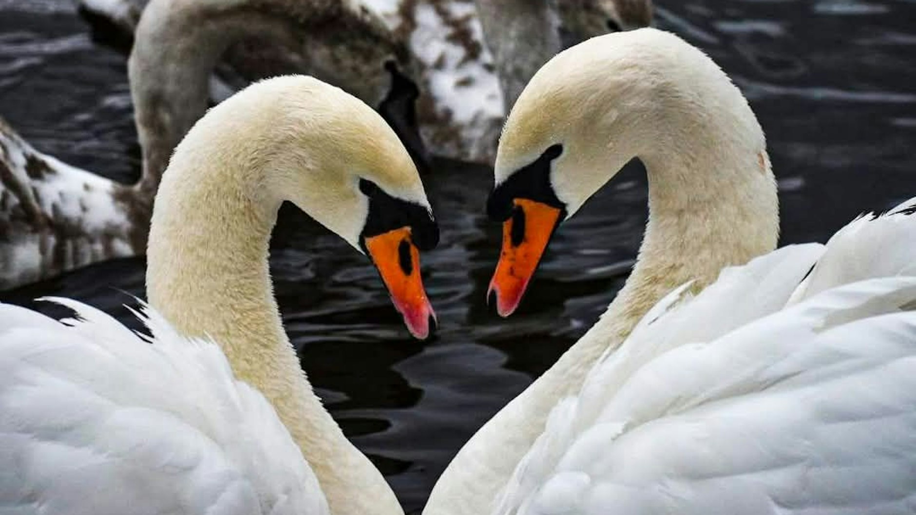 Die Schwäne vom Weißen See sind im gesamten Kiez bekannt - sie brüten bereits seit Jahren Jahr für Jahr am Ufer. Nun ist eines der beiden Tiere tot.
