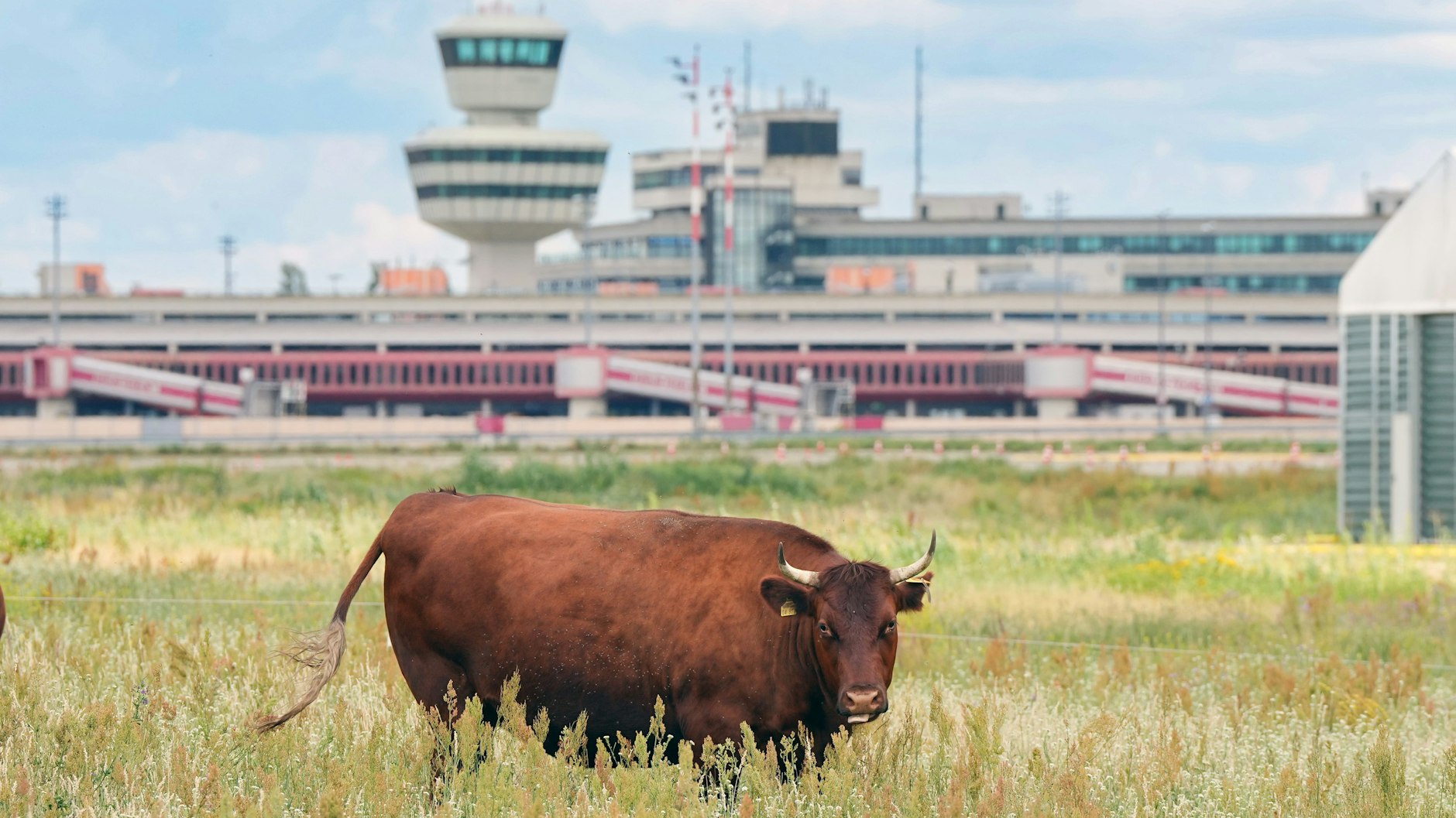 Eine braune Kuh weidet auf dem Gelände neben der Rollbahn des ehemaligen Flughafens Berlin-Tegel.&nbsp; Auf diesem Areal soll der Forschungs- und Industriepark Urban Tech entstehen. Und die AfD will eine Seilbahn.