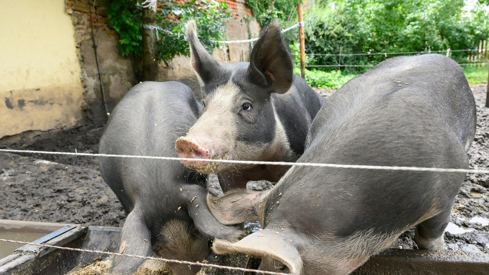 Die drei Duroc-Schweine Lina, Frederick und Tinkia sind der Hauptgewinn einer Losaktion. Das eingenommene Geld soll helfen, die Orgel im Ort zu sanieren.