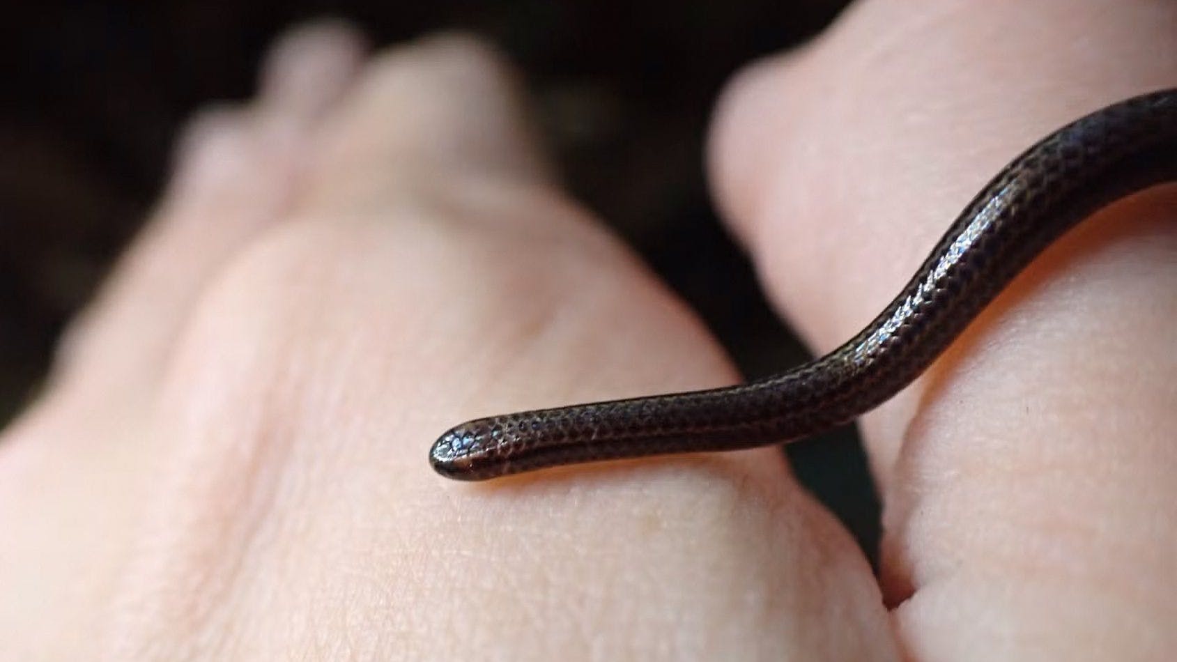 Das ist die Barbados-Fadenschlange, die im März 2025 entdeckt wurde. Erst nach Untersuchung unterm Mikroskop war man sicher, dass es sich um das seltene Mini-Reptil handelt.