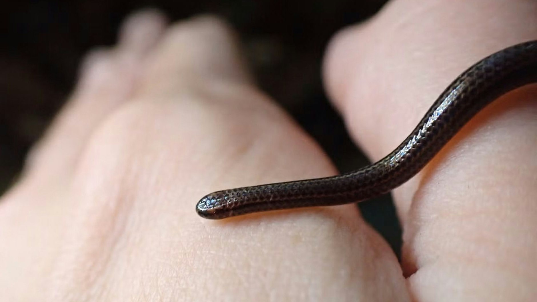 Das ist die Barbados-Fadenschlange, die im März 2025 entdeckt wurde. Erst nach Untersuchung unterm Mikroskop war man sicher, dass es sich um das seltene Mini-Reptil handelt.