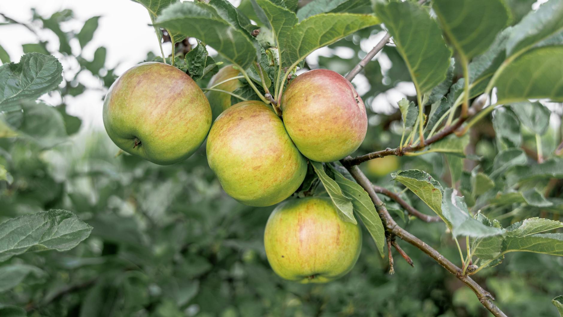 Knackige Äpfel sorgen in Kombination mit dem Eierkuchenteig für ein einzigartiges Geschmackserlebnis.