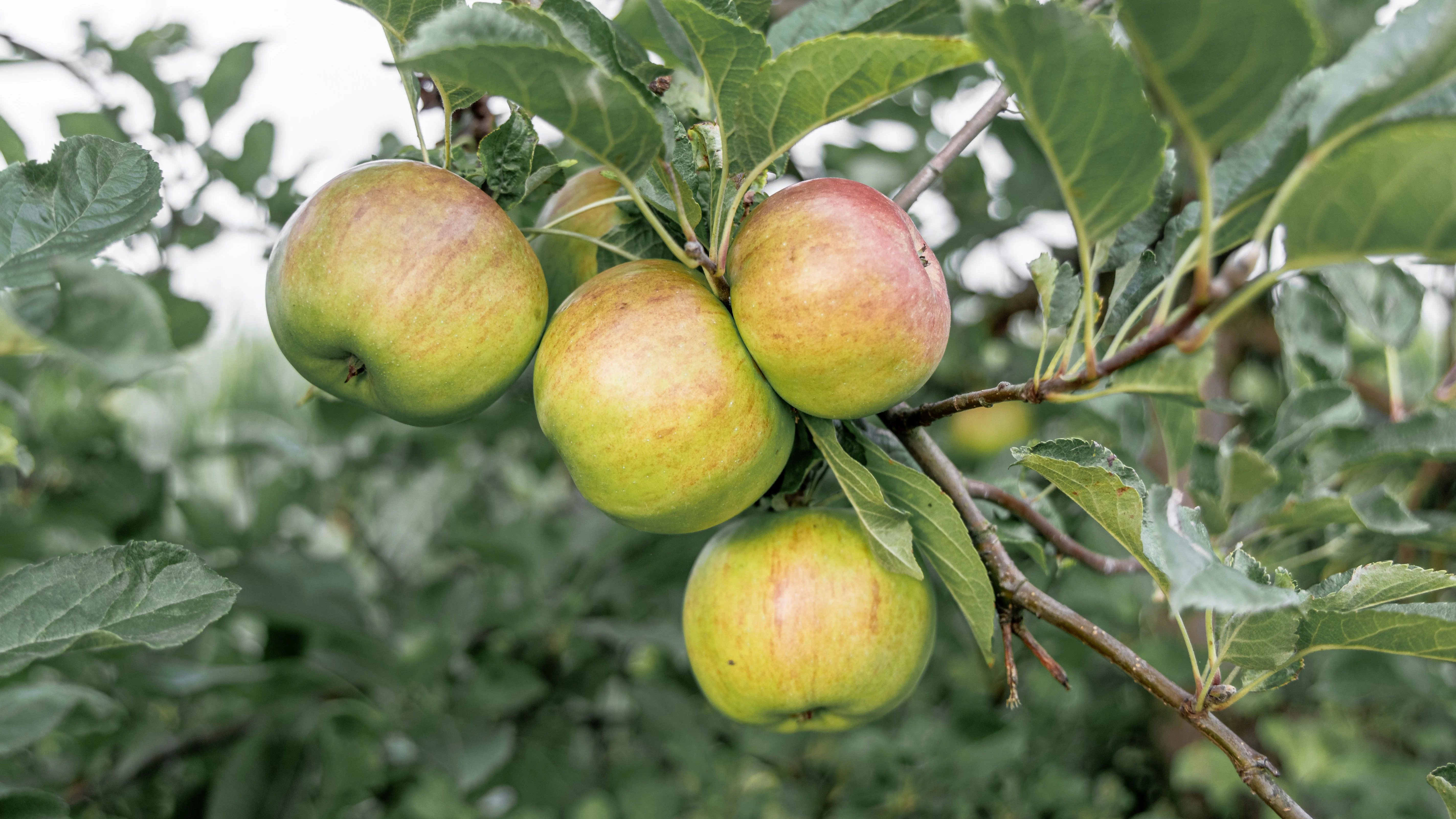 Knackige Äpfel sorgen in Kombination mit dem Eierkuchenteig für ein einzigartiges Geschmackserlebnis.