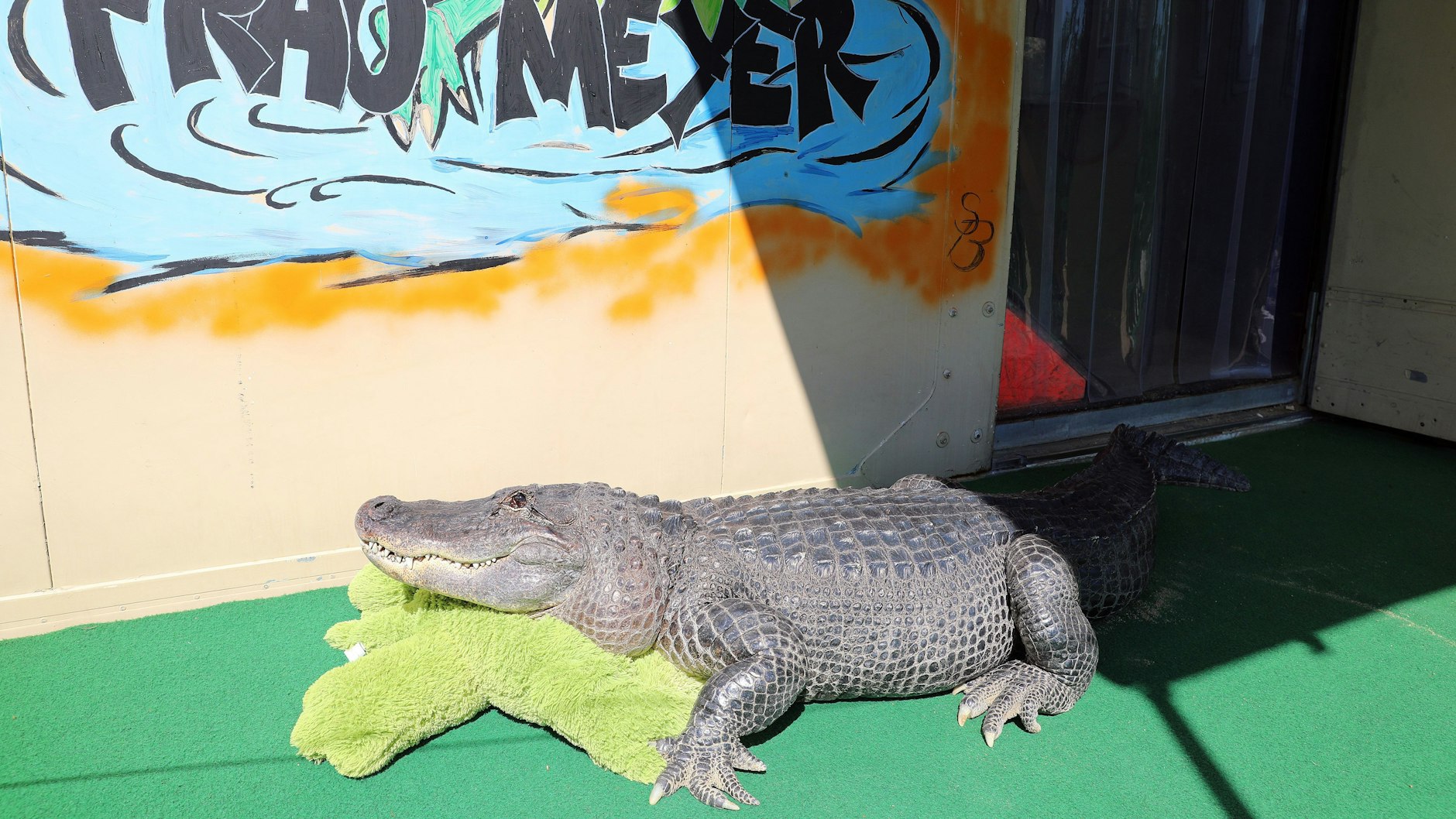 Alligator-Dame Frau Meyer ist in ihrem hohen Alter von 45 Jahren schon ziemlich faul geworden.
