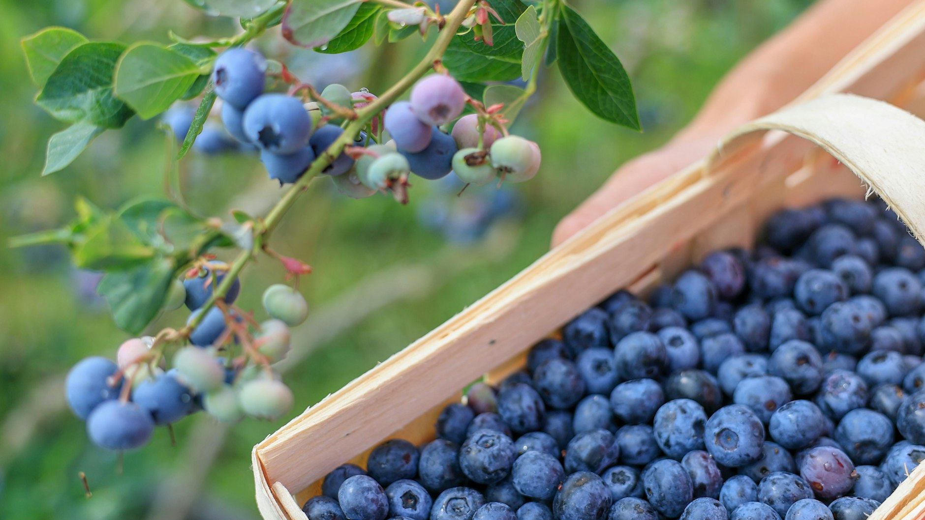 Wenn das Wetter nicht zu heiß wird, können die blauen Vitaminbomben noch zwei bis drei Wochen gepflückt werden.