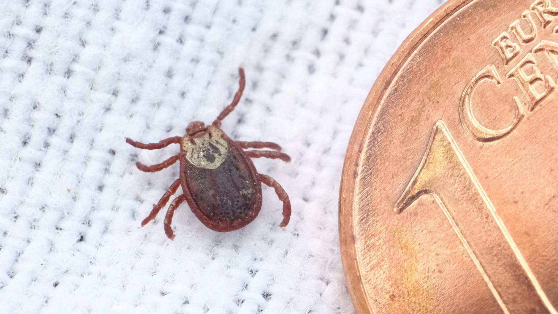 Kleiner als eine 1-Cent-Münze, aber sehr gefährlich: Zecken können gefährlich Krankheiten übertragen.