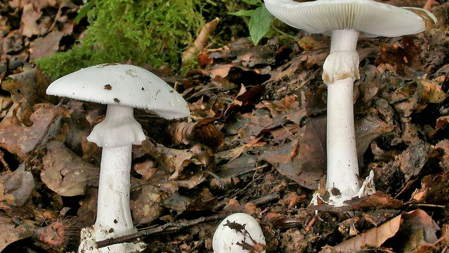 Grüne Knollenblätterpilze sind giftig und sehen essbaren weißen Champignons ähnlich. Der Verzehr kann tödlich sein.