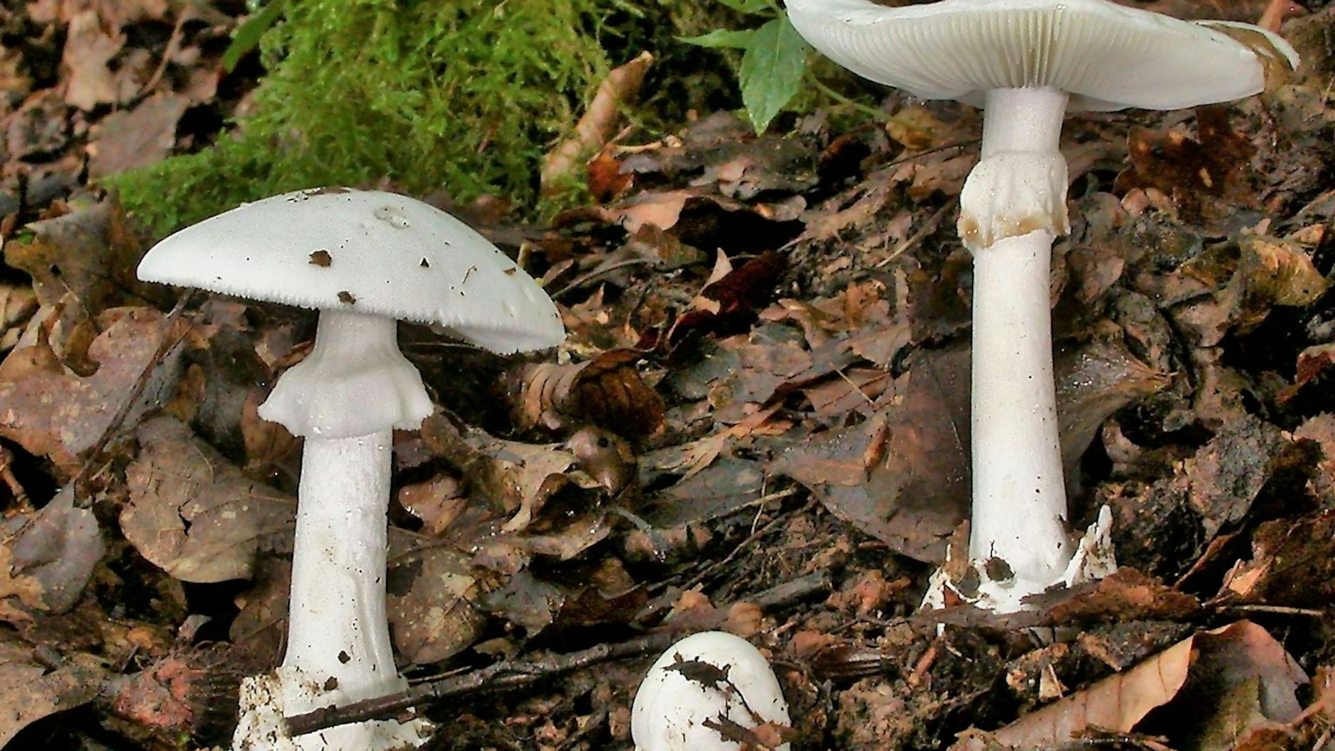 Grüne Knollenblätterpilze sind giftig und sehen essbaren weißen Champignons ähnlich. Der Verzehr kann tödlich sein.