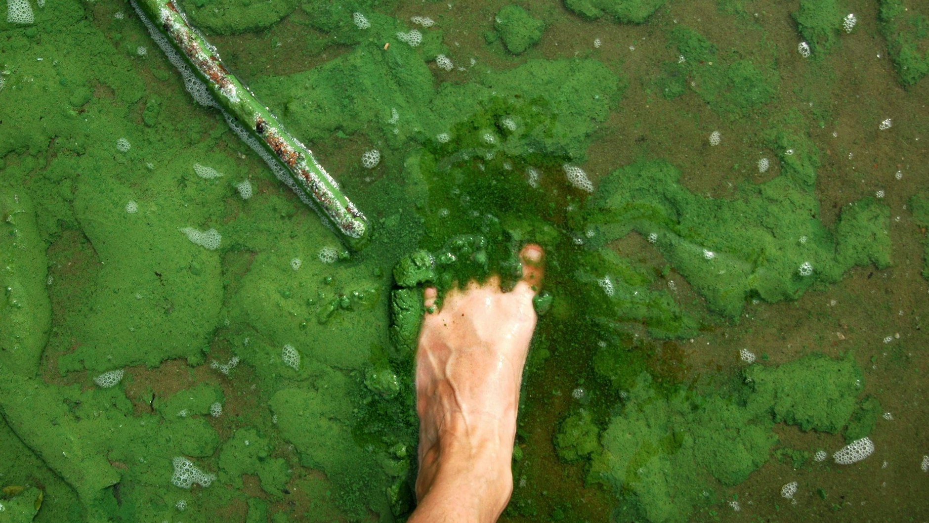 Blaualgen im Badesee: In diese grüne Brühe sollte man seinen Fuss nicht stecken.