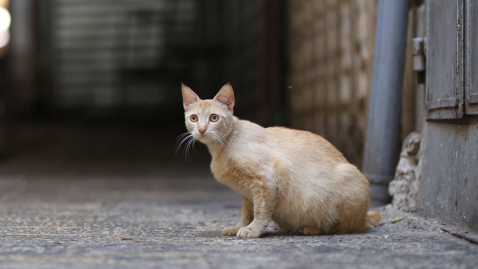Straßenkatzen gibt es überall auf der Welt. Für die Tiere ohne Zuhause ist jeder Tag ein Kampf ums Überleben.