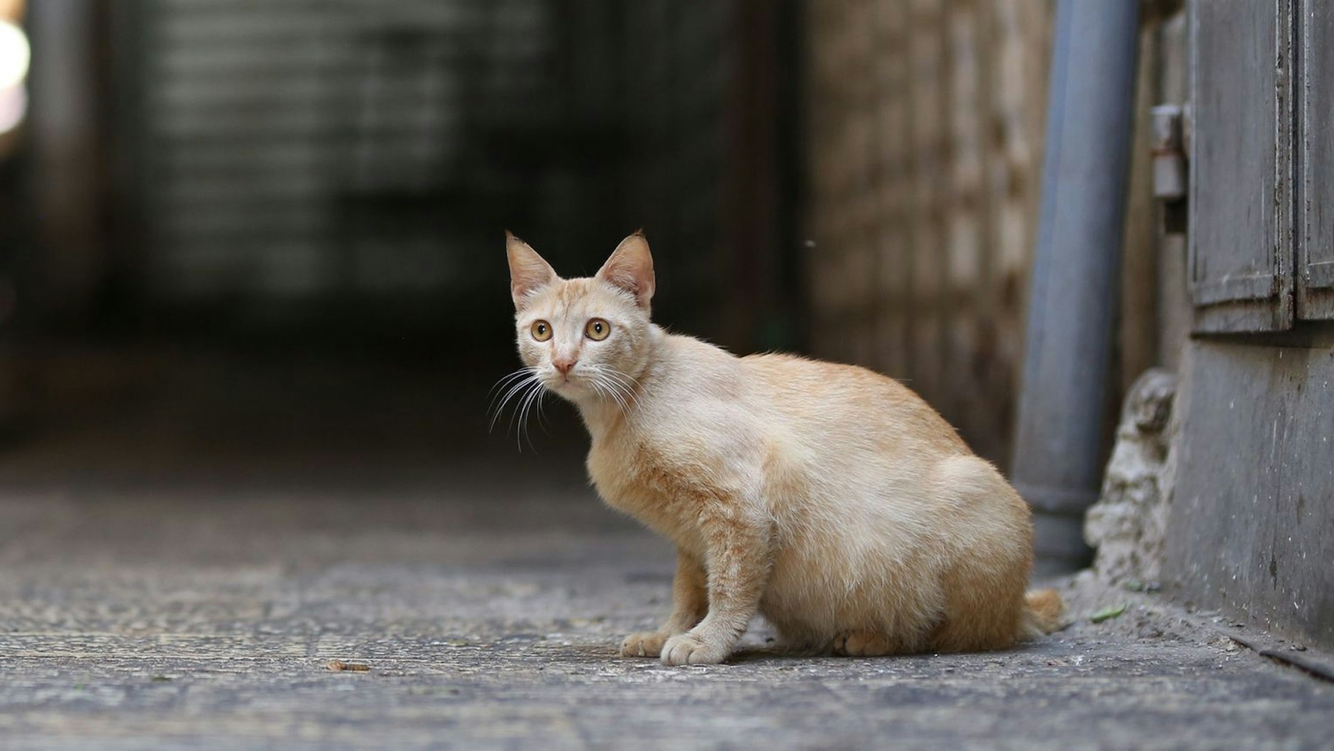 Straßenkatzen gibt es überall auf der Welt. Für die Tiere ohne Zuhause ist jeder Tag ein Kampf ums Überleben.