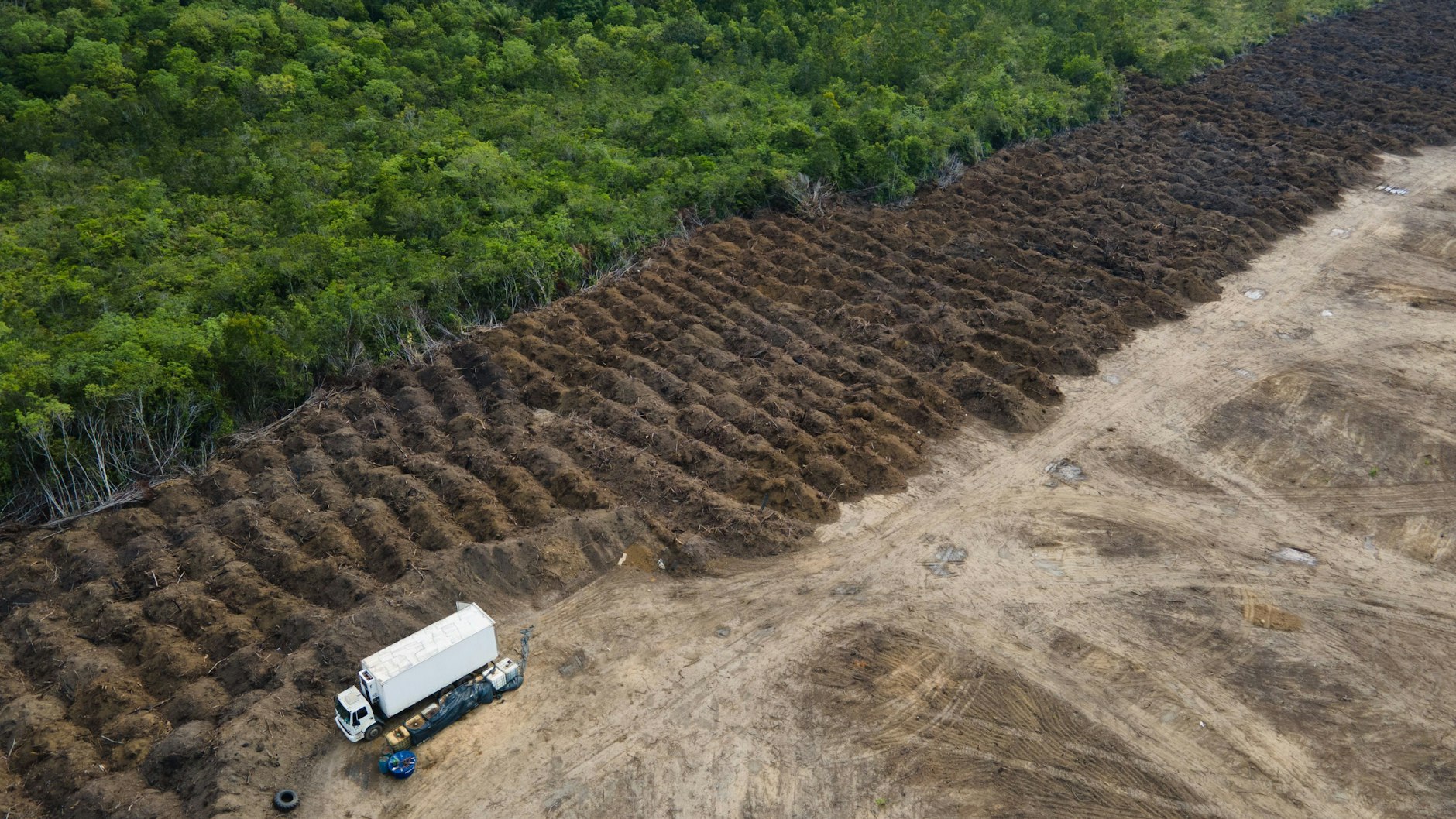 Die Entwaldungsverordnung der EU soll sicherstellen, dass für die Produktion bestimmter Rohstoffe nicht mehr so viele Wälder geschädigt oder gar gerodet werden.