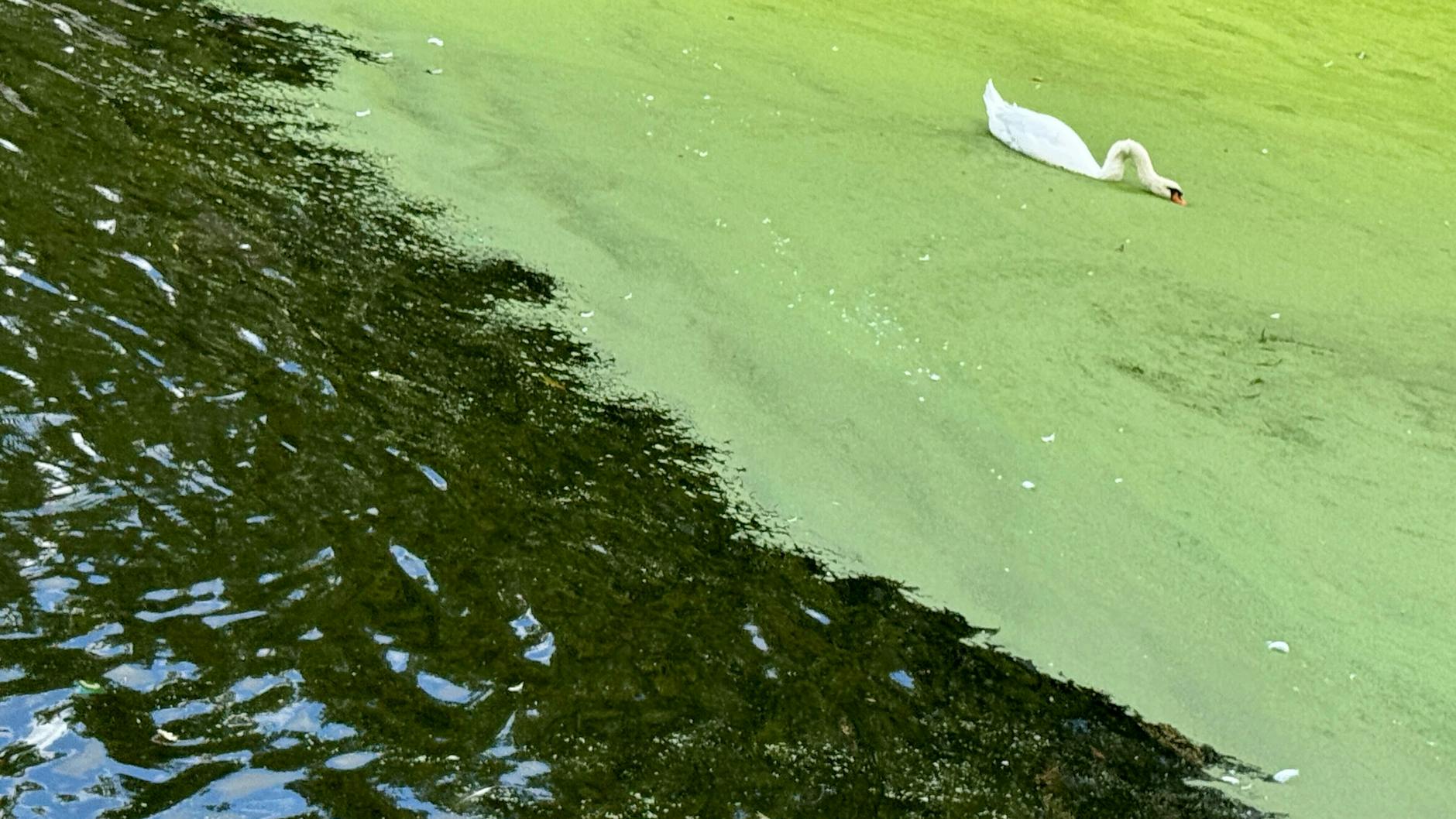 Ein Schwan schwimmt in einem Teppich aus Wasserlinsen im Landwehrkanal im Bezirk Kreuzberg.