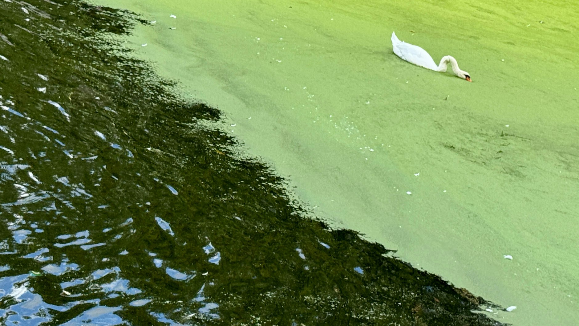 Ein Schwan schwimmt in einem Teppich aus Wasserlinsen im Landwehrkanal im Bezirk Kreuzberg.
