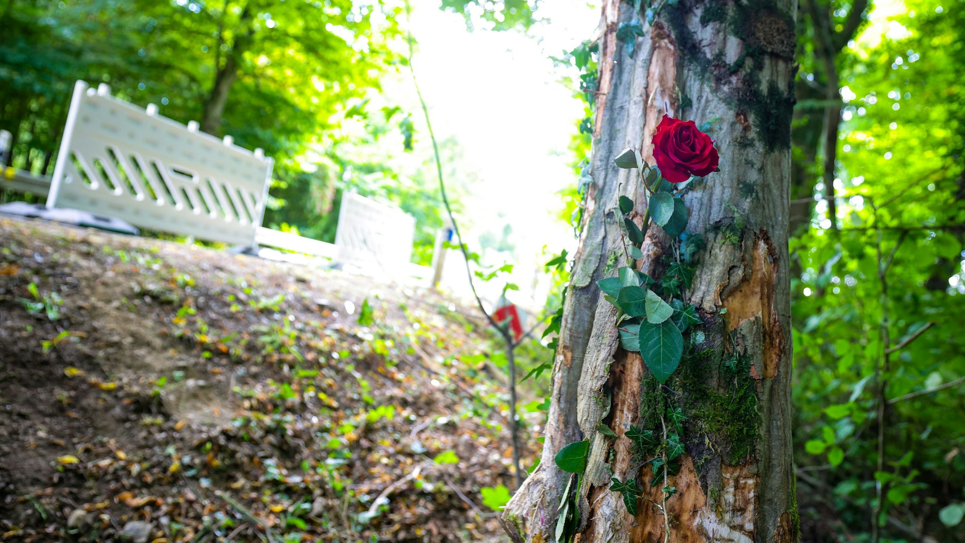Eine rote Rose hängt an der Unfallstelle an einem Baum. 