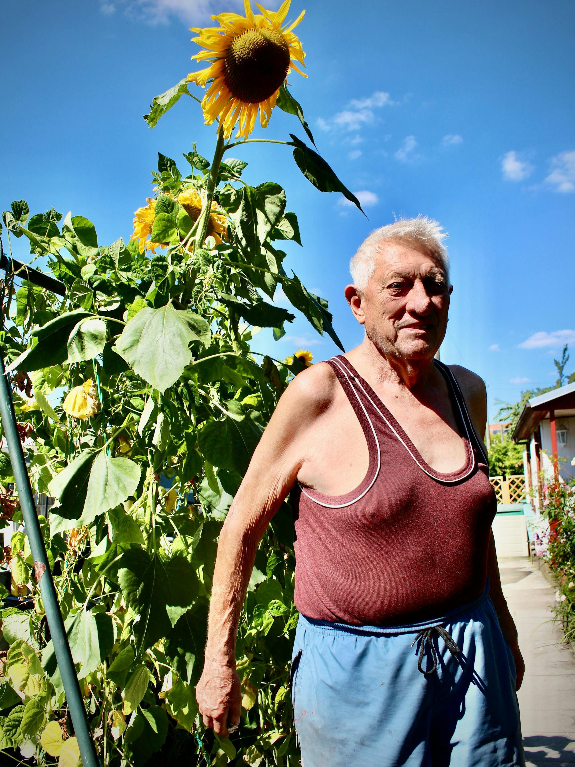 Hobby-Gärtner Günter Schmidt ist stolz auf seine riesigen Sonnenblumen. Die wachsen zwar von ganz allein, sagt er. Aber das richtige Aussäen, der perfekte Standort und das Gießen sind trotzdem wichtig.