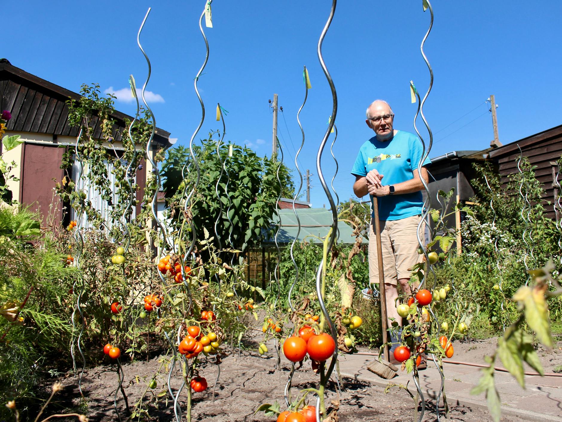 Der viele Regen hat den Tomatenpflanzen von Peter Klein nicht gutgetan. Trotzdem kann er sich über pralle Früchte freuen. Auch, weil seine Tomaten gut auf den Außeneinsatz vorbereitet hat.