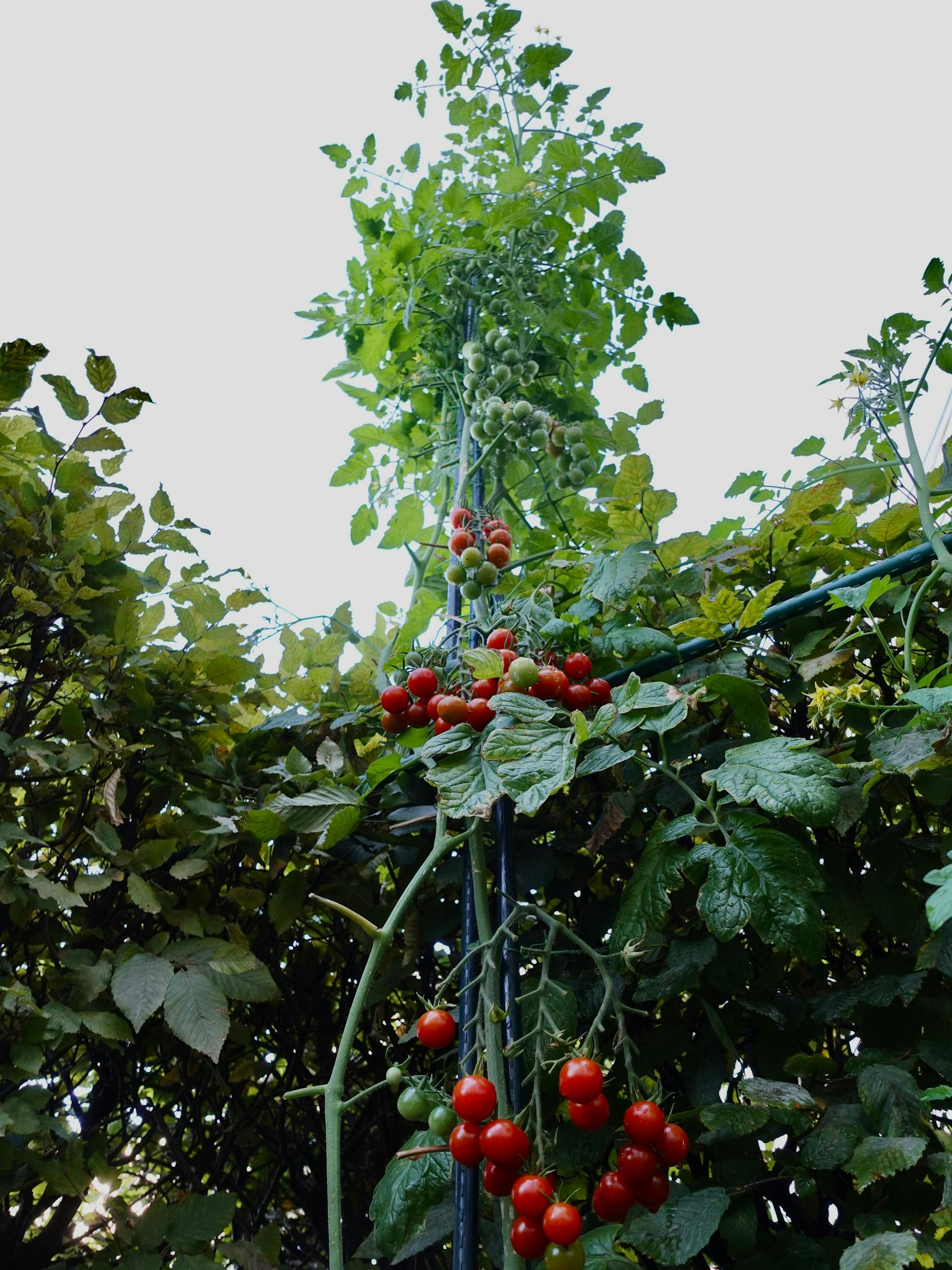 Die Rekord-Tomate: Unten sind die Früchte schon reif, oben müssen sie noch reifen.