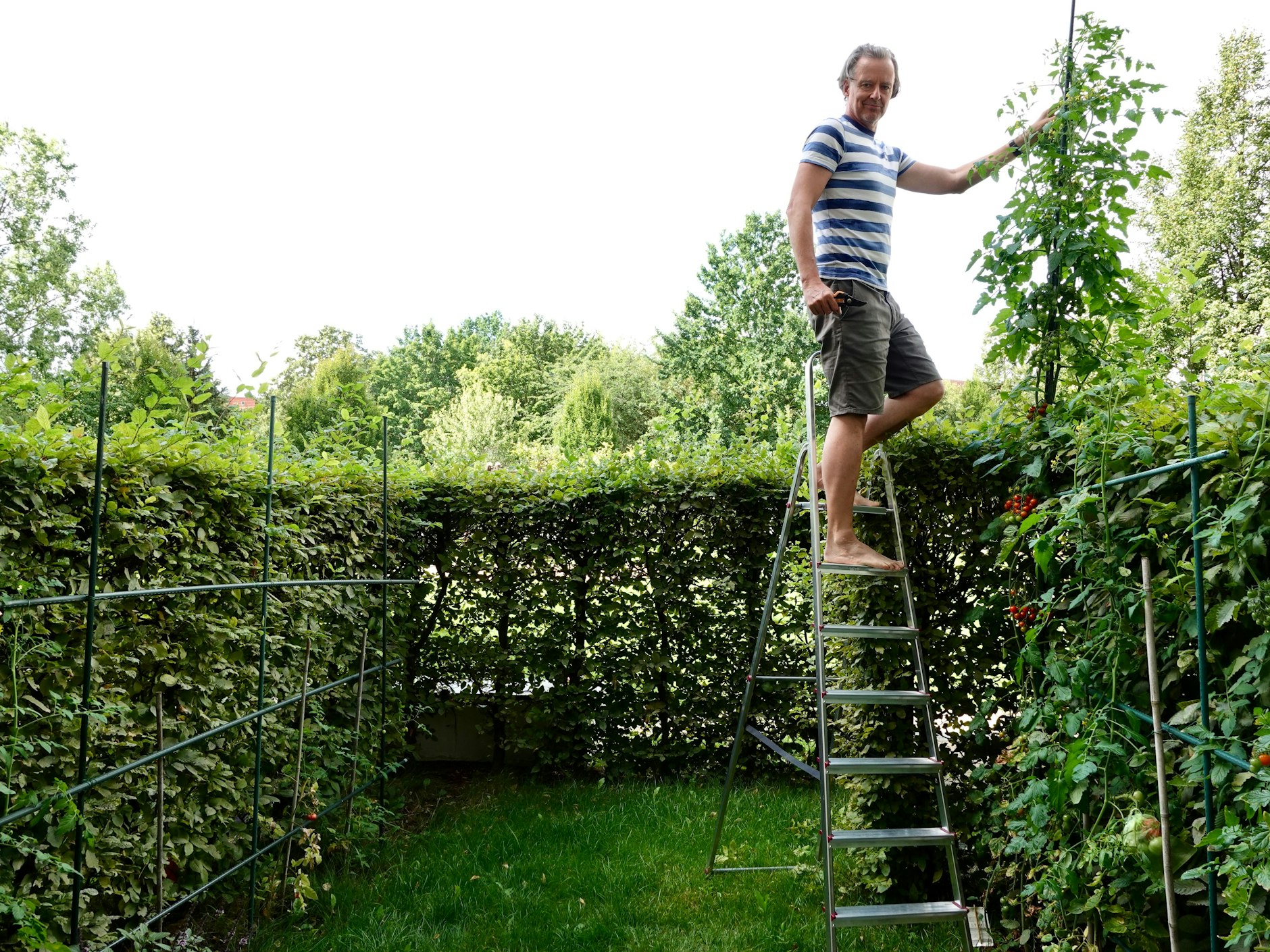 3,58 Meter ist sie inzwischen hoch: Die Kirschtomate von KURIER-Reporter Stefan Henseke überragt inzwischen alle übrigen Pflanzen.