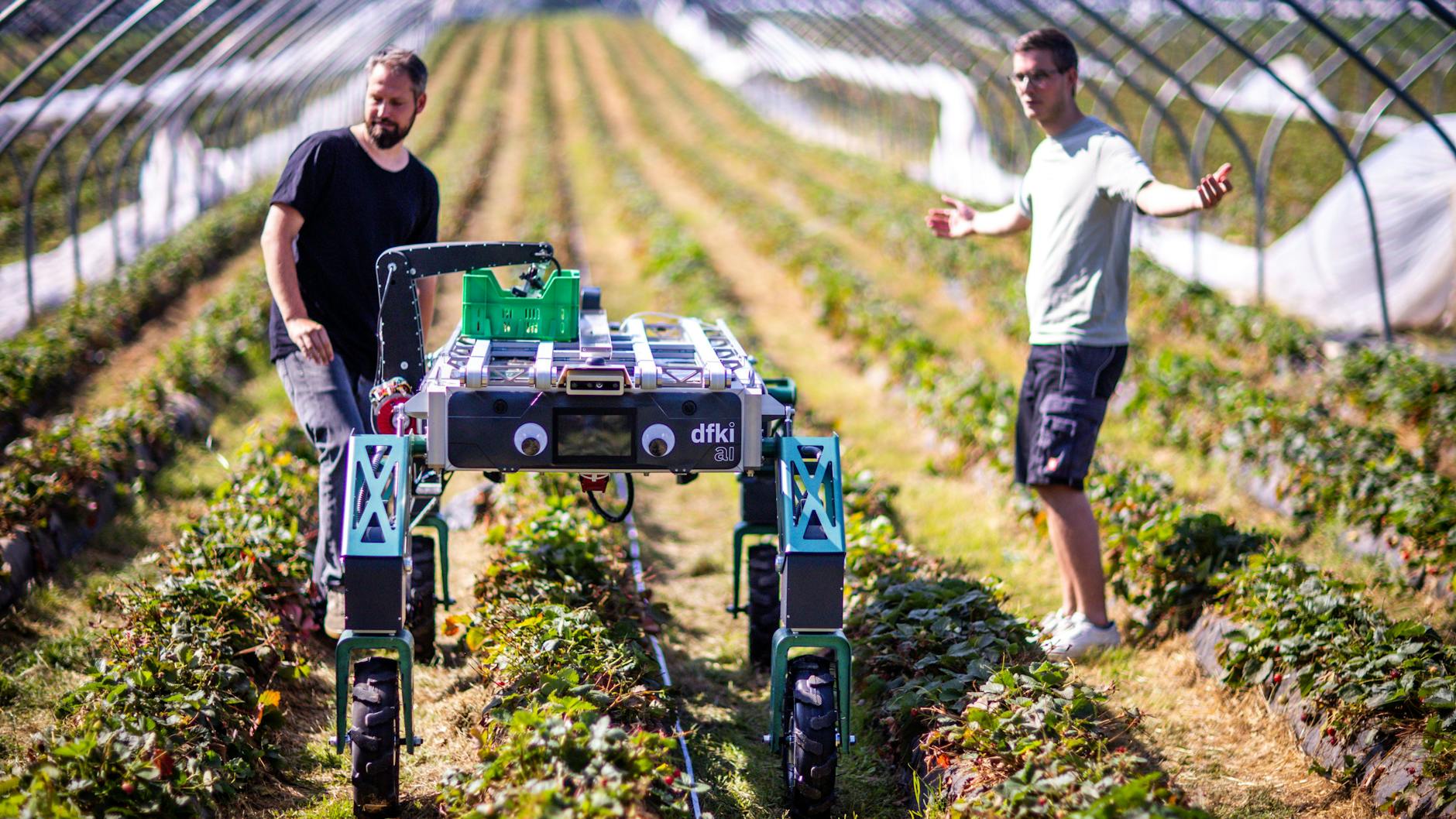 Roboter erobern auch die Landwirtschaft: Hier sucht zum Beispiel ein Ernteroboter reife Erdbeeren.