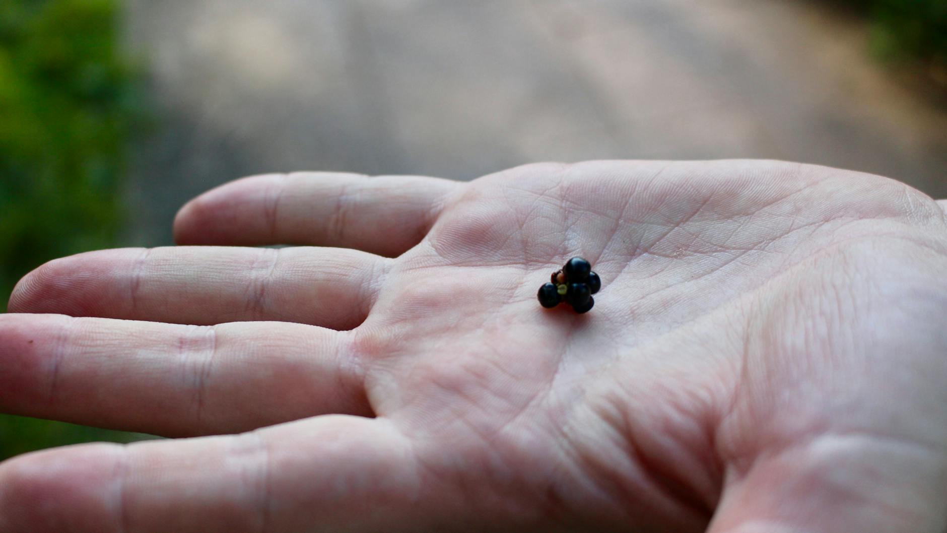 Die Brombeeren am Fennpfuhlpark sind hingegen ein schlechter Scherz.
