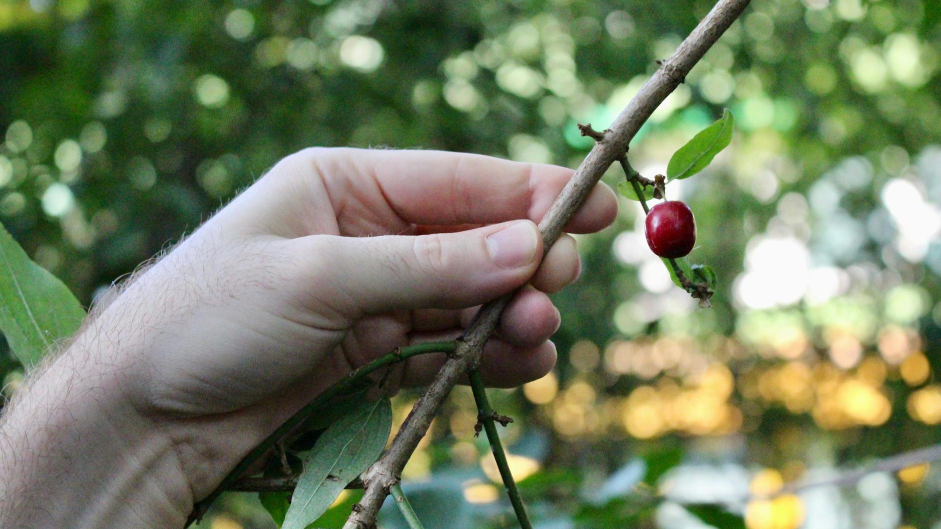 Eine einzige Kirsche finden wir an einem Kirschbaum am Fennpfuhlpark. Für einen Kuchen reicht das nicht.