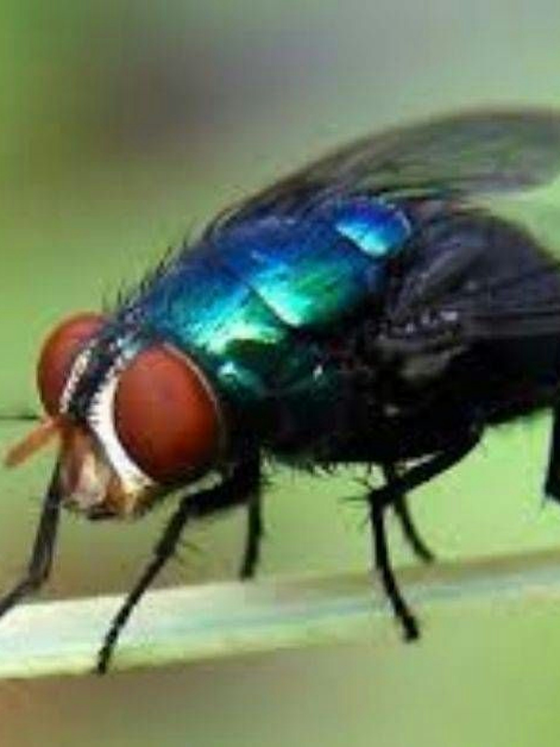 Die Neuwelt-Schraubenwurmfliege sieht fast aus wie eine gewöhnliche Schmeißfliege.