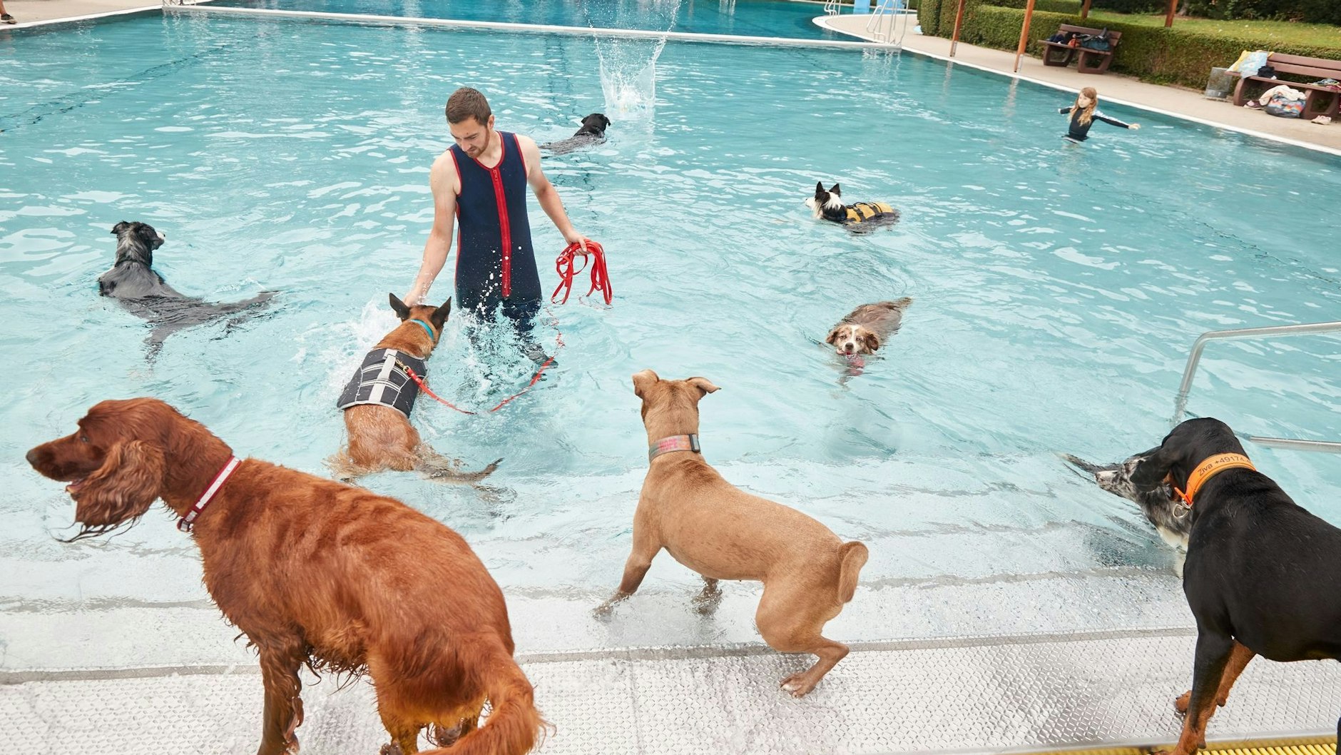 In anderen Städten wie hier in Lübeck dürfen zum Abbaden auch Hunde in die Schwimmbäder.