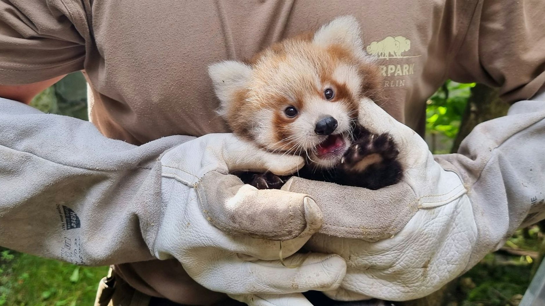 Im Berliner Tierpark sind zwei Rote Pandas geboren. Gemeinsam mit dem 1. FC Union will der Landschaftspark die Tiere nun taufen.