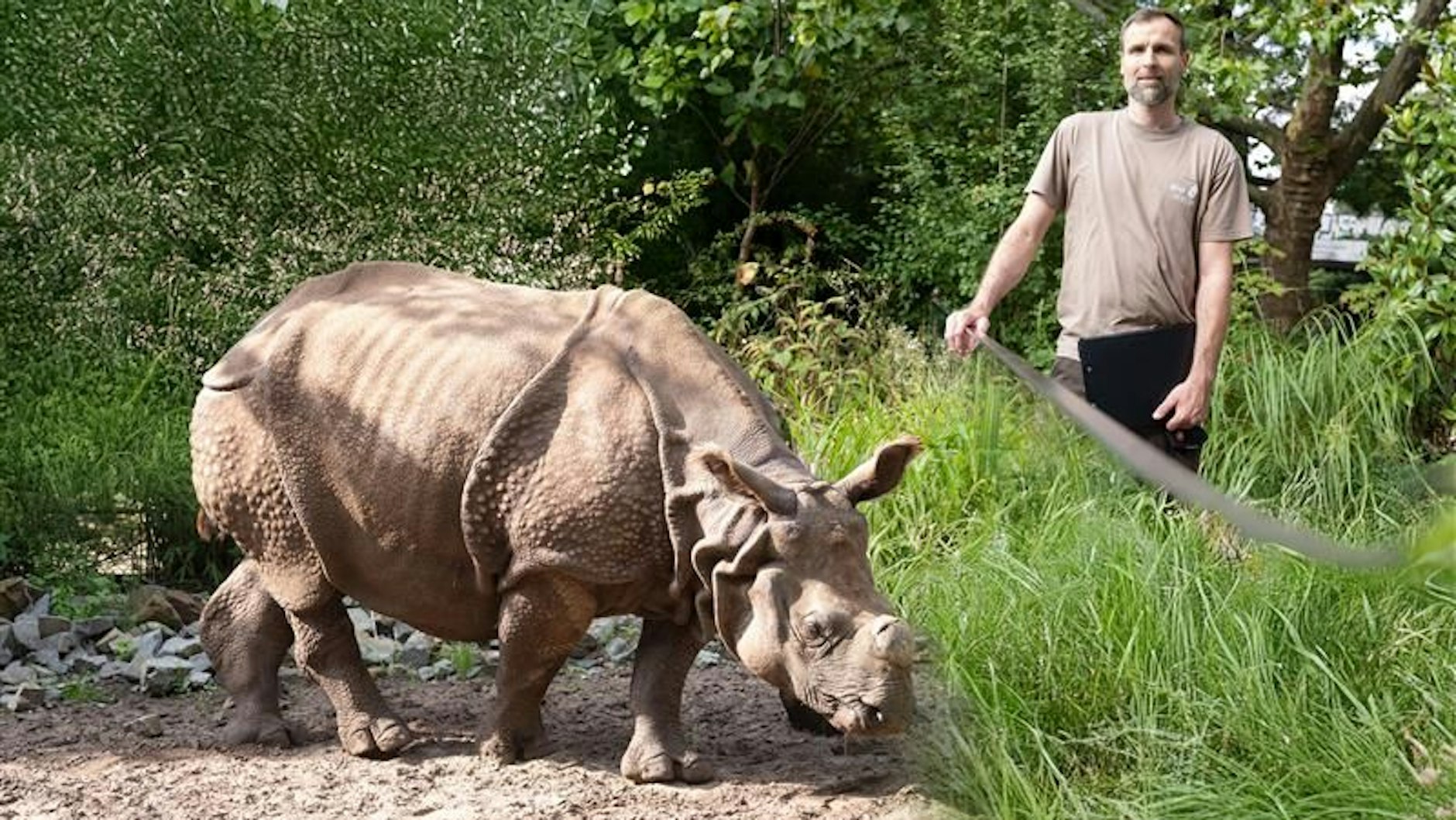 Panzernashorn Karuna und Zootierpfleger Mario Hammerschmidt: So nah kommen sich die beiden in Wahrheit nicht. Denn Nashörner sind nicht ganz ungefährlich. Das Bild ist eine Montage.